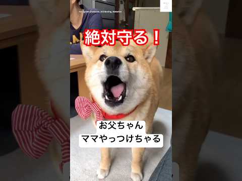 犬の動画サムネイル - ママ大好き‼️お父ちゃんから絶対守る柴犬　#犬　#かわいい犬 #かわいい #犬　#犬のいる暮らし