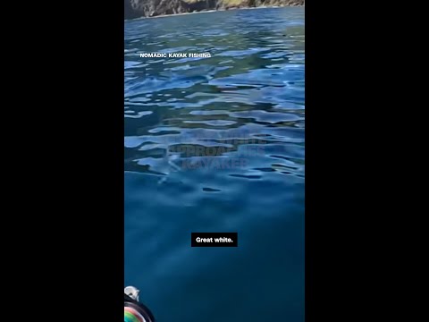 Solo kayaker has intense encounter with great white shark