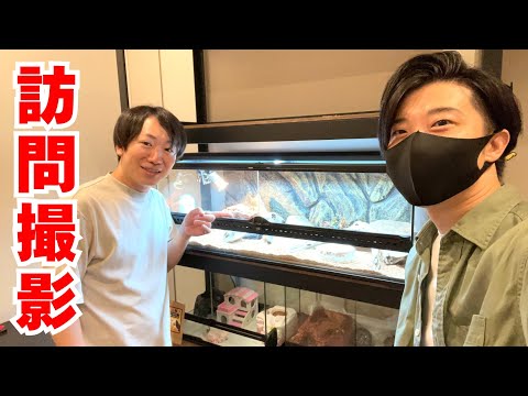 【訪問撮影】皆が憧れる『珍トカゲ』がまさかアレを食べるだと...