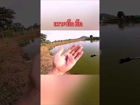 ตกปลากะพง​กะพงบุฟเฟ่ต์fishin