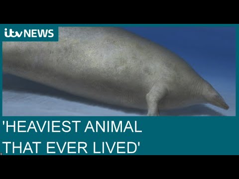39 million-year-old extinct whale ‘may be heaviest animal that ever lived’ | ITV News