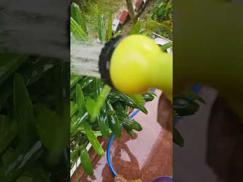 आज मैंने सारे पौधों को नीलाह दिया #garden #indoorplants #houseplants #ytshort #