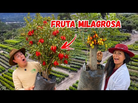 Compramos FRUTAS EXÓTICAS para NUESTRO HUERTO 🪴😯 Josué y Elie 
