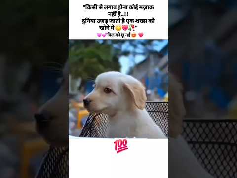cute dog love song | #dog #shorts @AnantRastogi #pets #animals #shortvideo #viralvideo #cute