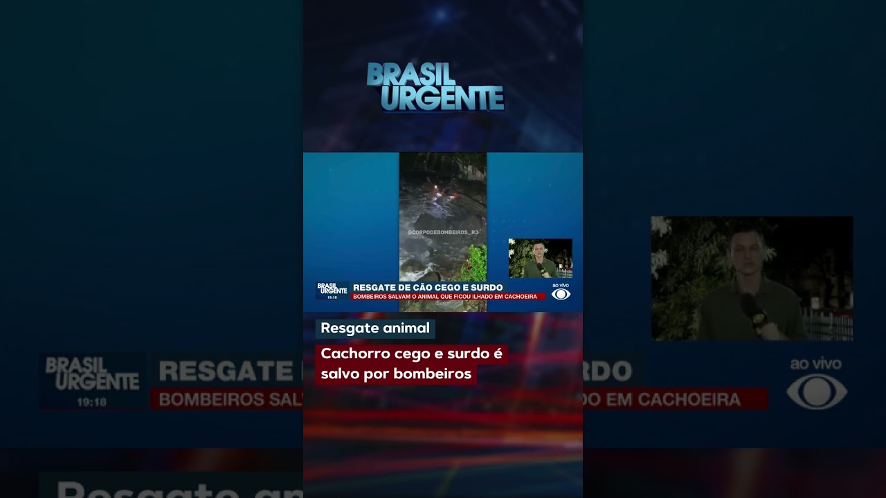Cachorro cego e surdo é salvo por bombeiros
