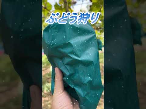 【おしどり夫婦の祝活日記ショート動画  #288 】  #shorts　ぶどう狩りに行って来ました！　応援して下さいね！　チャンネル登録などもよろしくお願いします！　#ぶどう狩り