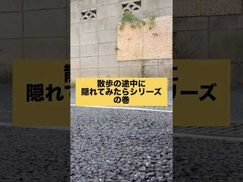 柴犬とん君が気づいてくれた！一瞬の感動シーンをお楽しみください サムネイル