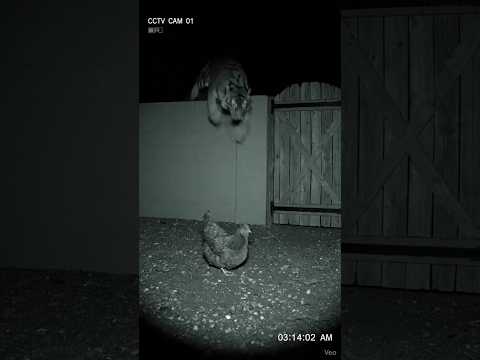 CCTV captured the most unexpected moment ever | CCTV footage you ever see #asmr #cctv #satisfying