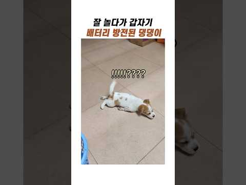 갑자기 방전된 강아지 #귀여운강아지 #댕댕이 #<strong>반려견</strong>