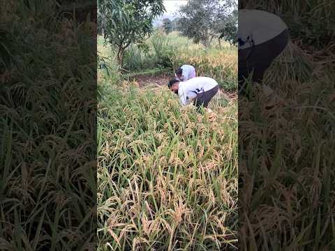 दिवाळी झाली, भात कापणी सुरू #shetkari #villagelife #rice #farming #farmer #gold #sheti #शेतकरी #yt