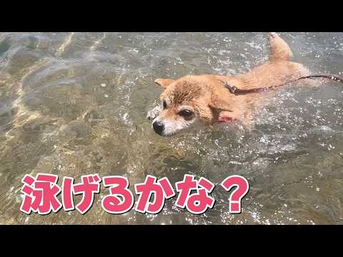 泳げるかな?お初の海での水泳に挑戦!柴犬小夏