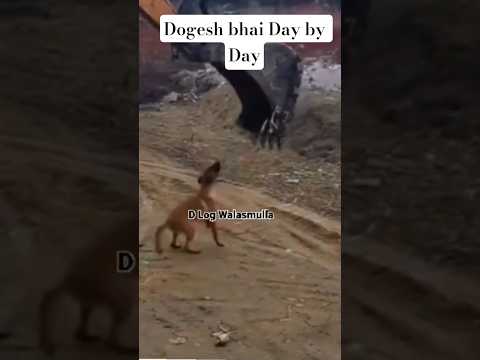Dog Enjoying by Rolling on an Earthmover #dogshorts #dogvideos #dogeshbhai #funny