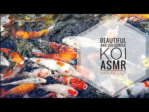 Beautiful and Colourful Koi | Relaxing ASMR Nature Clip