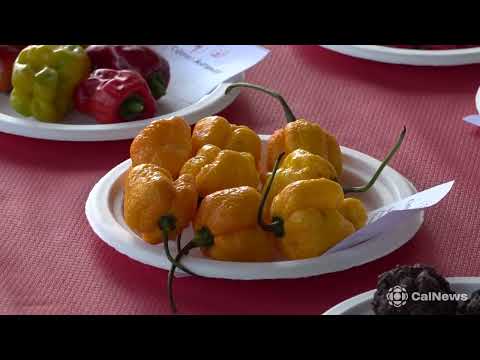 Al festival "HOTtobre Piccante" di Roma la mostra dei peperoncini da tutto il mondo.