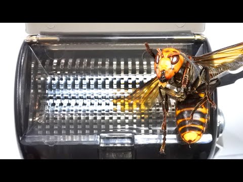 オオスズメバチを粉砕機に入れると…ヤバすぎた