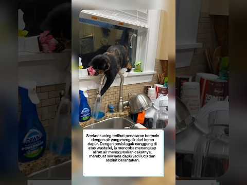 "Petualangan Kucing di Dapur: Si Penasaran Main Air di Keran!"