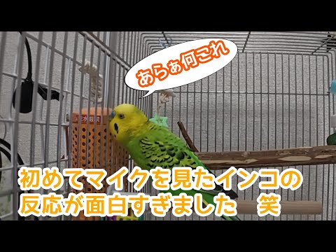 初めてマイクを見た時の反応がまるで人間すぎて面白い【セキセイインコ】