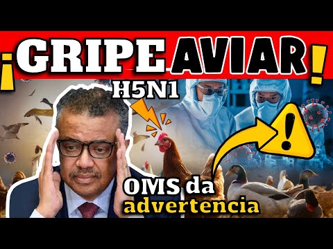 ¡ALERTA! OMS DA ADVERTENCIA SOBRE GRIPE AVIAR H5N1 ¿RIESGO DE PANDEMIA?