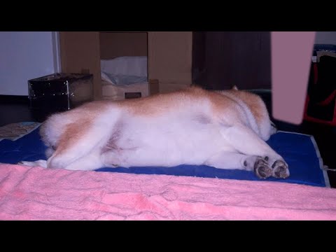 寝言を話す柴犬らんまるのかわいい姿を観察 サムネイル