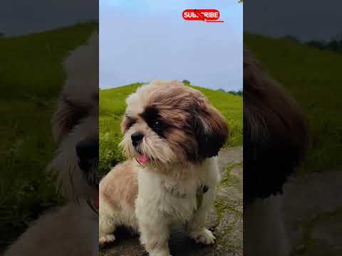 tumhe aankhon mein basaya #ekmotahathighumechala #love #viral #bollywood #cute #funny #puppy