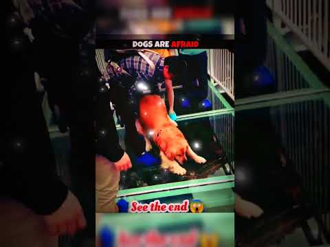 wait for end 😱 #trending#animals#wildlife#lion#shorts#youtube