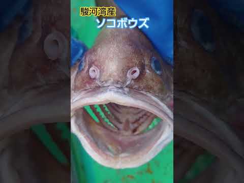 おおきな口!ソコボウズ  pudgy cusk-eel, Spectrunculus grandis ≫ 加藤英明【公式】かとチャン