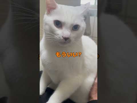 抱っこしながら目ヤニを取らせてくれる弟猫が可愛い