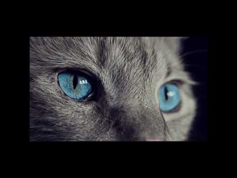 Ron  -  I gatti (con testo)