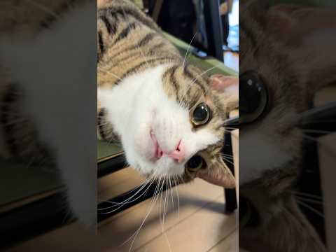 次男さん登場と猫たちのかわいい反応を紹介 サムネイル