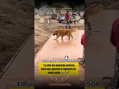 Firulais es supervisor