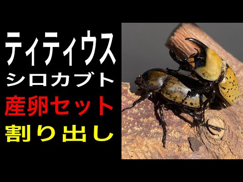 小さなヘラクレス ティティウスシロカブト産卵セット割り出し