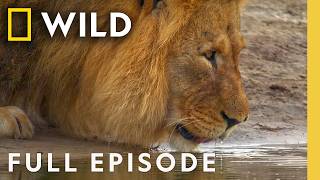 Thumbnail for the video "Welcome to the Waterhole (Full Episode) | Primal Combat | Nat Geo Animals" from Nat Geo Animals
