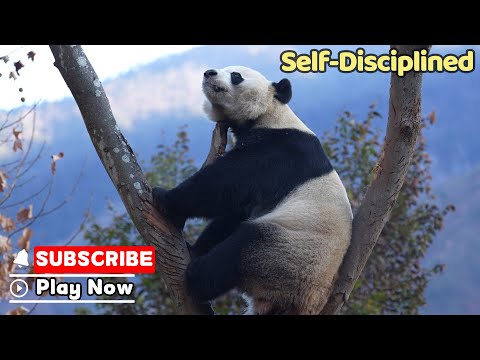 【Life Of Returnee Pandas】Episode 61 Bei Bei, A Self-Disciplined Panda | iPanda