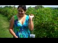 Ежевика: Come with us: Picking Blackberries at the berry farm