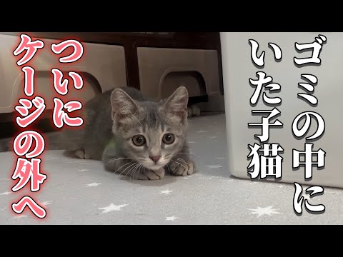 ゴミの中から保護された子猫|初めてケージから出た反応が可愛すぎた