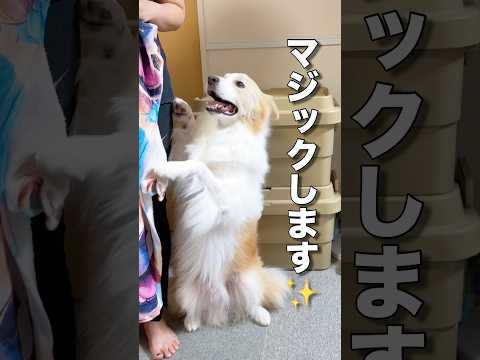 犬とマジックに挑戦します!!【ボーダーコリー・ゴールデンレトリバー】#shorts
