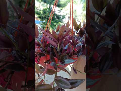balcony garden 🌿✨️ || #garden #terrace #trending #shorts #fyp #plants #vegetables