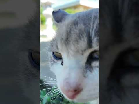 猫島のお寺で出会った猫がかわいすぎる