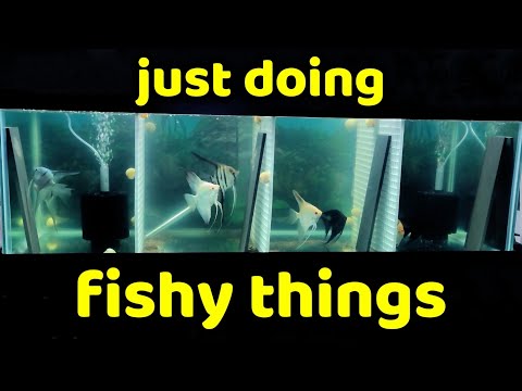 Working on the new tanks & moving fish around Join me guys as we work on making the fish room more enjoyable.
