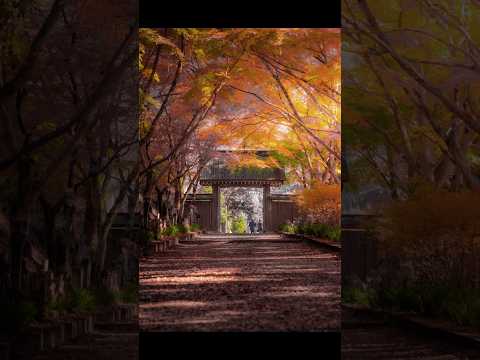 【撮影:Ryota】紅葉を撮影してきました！ #撮影方法 #rkphoto #一眼レフ #ミラーレス #紅葉