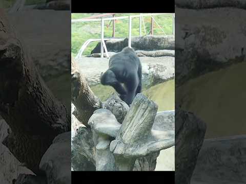 台北市立動物園で見られるゴリラのかわいい遊び場面 サムネイル
