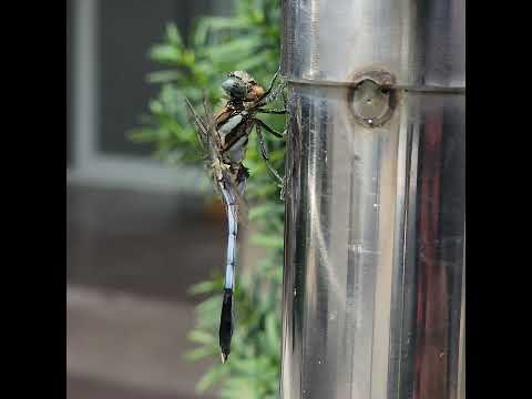 #밀잠자리(♂) 식사중 ##Dragonfly