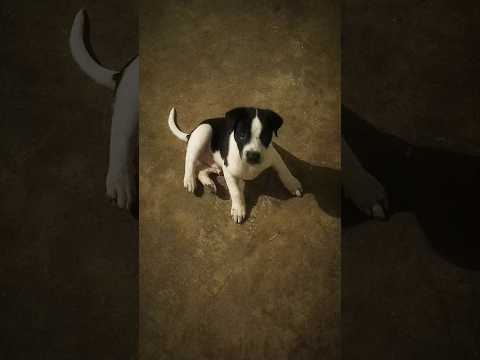 VACCINATE your PETS... 😭💔 #shorts