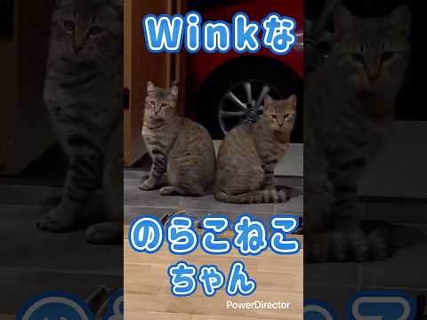 winkなのらこねこちゃん🐱　#cat  #野良猫　#子猫
