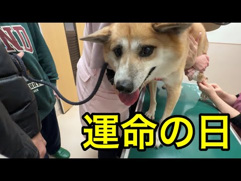 フィラリアと闘うジョン君。1年が経ち検査結果の日。