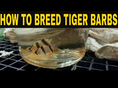How To Breed Tiger Barbs Part 1 Hi guys. On this video I'll be showing you how to breed your own shoal of Tiger Barb's.
Follow along