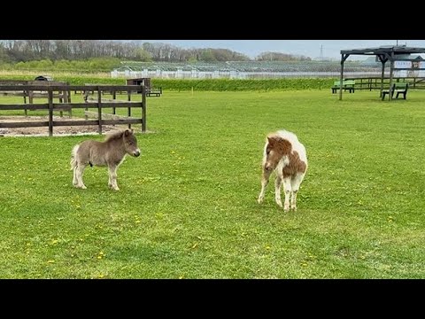 仔馬3頭の初対面!気になるのに近づけないもどかしさ