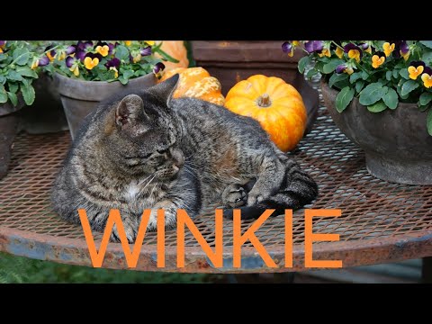 🌟IN MEMORY OF WINKIE🌟, AN AMAZING STRAY CAT, ➕ October 2025