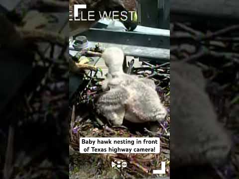 Baby hawk nesting in front of Texas highway camera!