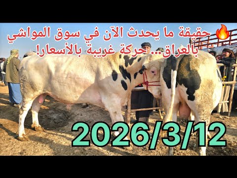 🔥 حقيقة ما يحدث الآن في سوق المواشي بالعراق… حركة غريبة بالأسعار!